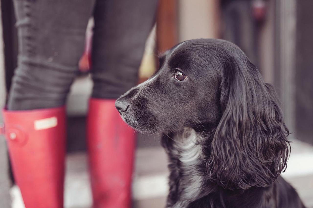 Longlands Inn & Cottages Carnforth Dış mekan fotoğraf A black and white English Cocker Spaniel